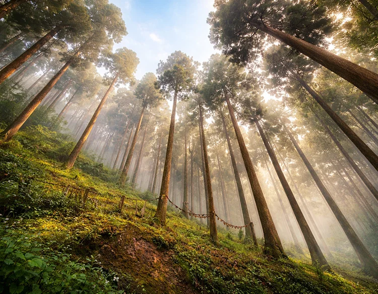 darjeeling lamahatta tour package