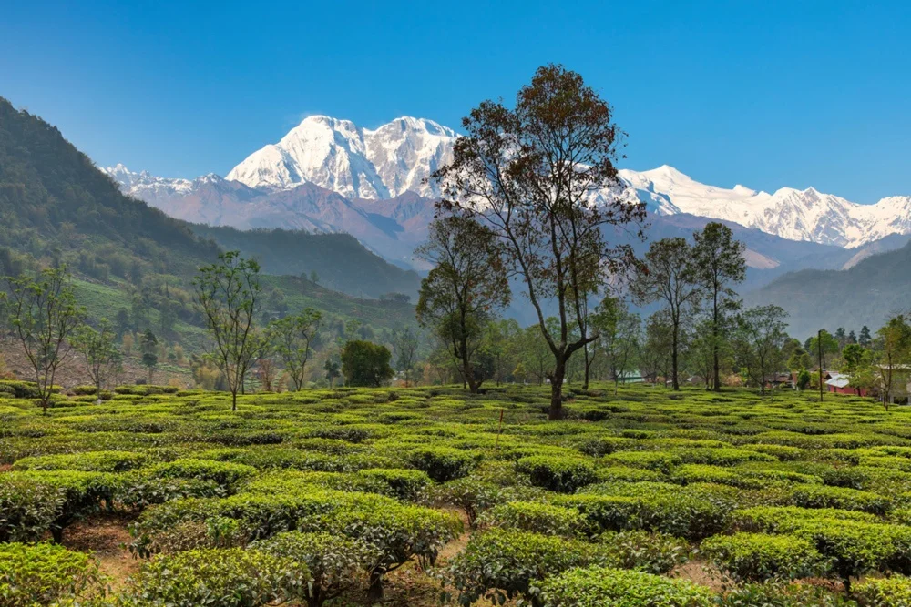 Bangkok Pattaya | Complementary Coral Island Trip