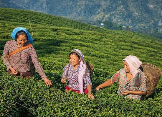 darjeeling tour package 2 nights 3 days